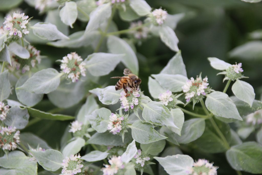 Honey bee on mountain mint